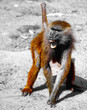 Photo: Baboon Baboon