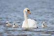 Photo: Swan family Swan family