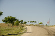 road and the trees