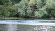 water ski