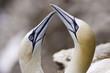 Gannets