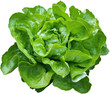 Salade verte de nos jardins