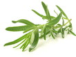 Rosemary twig