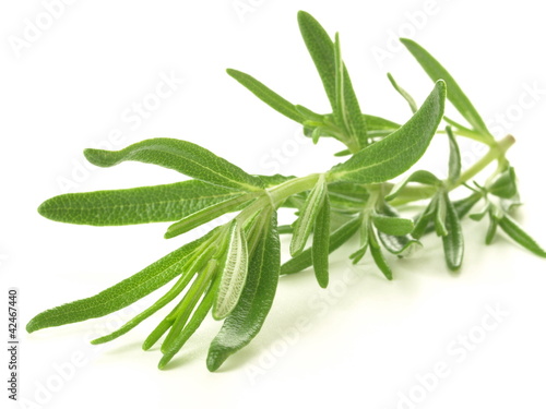 Photo: Rosemary twig Rosemary twig