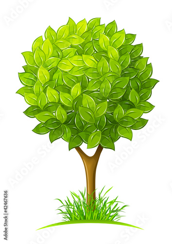 Vector: tree with green leaves vector illustration isolated on white tree with green leaves vector illustration isolated on white