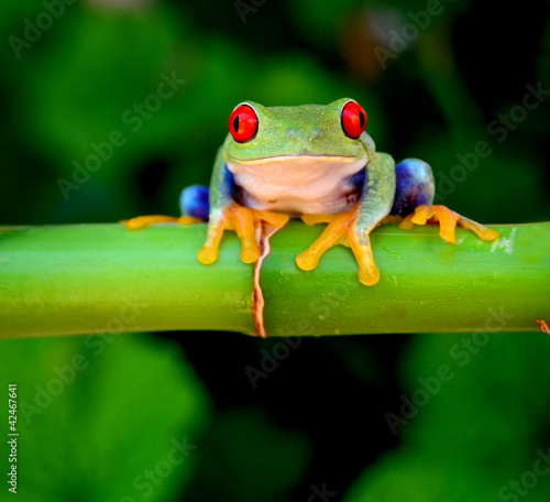 Photo: Red eyed tree frog looking curious Red eyed tree frog looking curious
