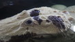 White Florida Alligator closeup