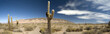 Desert cacti, Argentina
