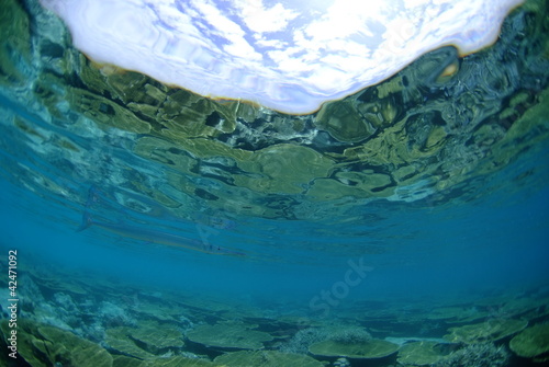 Photo: 浅瀬の珊瑚礁の水面下 浅瀬の珊瑚礁の水面下