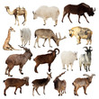 Set of Artiodactyla animals. Isolated over white