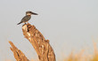 Photo: Giant Kingfisher Giant Kingfisher