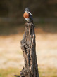 Photo: Giant Kingfisher Giant Kingfisher