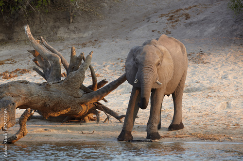 Photo: African Elephant African Elephant