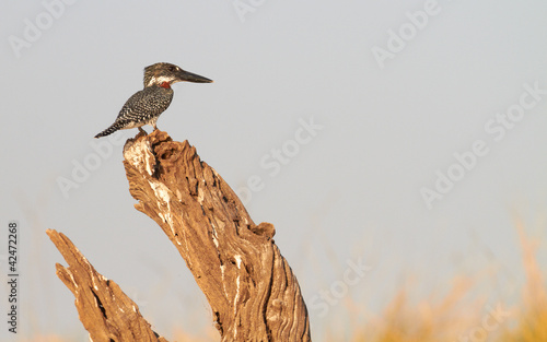 Photo: Giant Kingfisher Giant Kingfisher