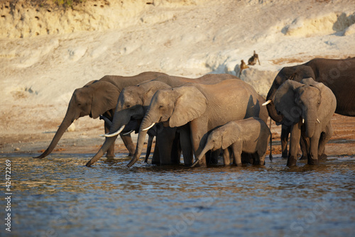 Photo: African Elephants African Elephants