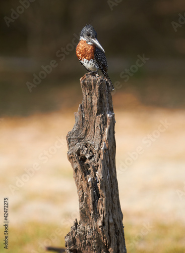 Photo: Giant Kingfisher Giant Kingfisher