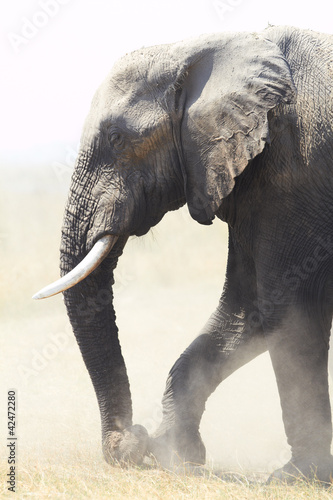 Photo: African Elephants African Elephants