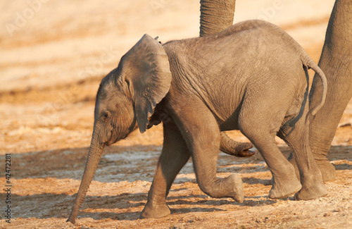 Photo: African Elephants African Elephants