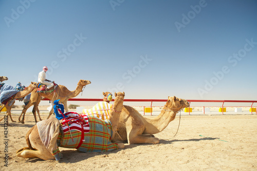Photo: Robot camel racing Robot camel racing