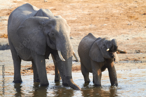 Photo: African Elephants African Elephants