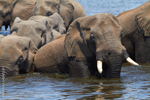 Photo: African Elephants African Elephants