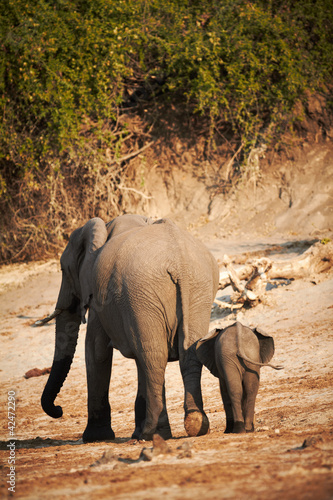 Photo: African Elephants African Elephants