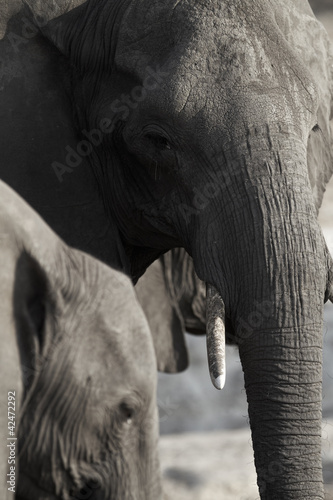 Photo: African Elephants African Elephants