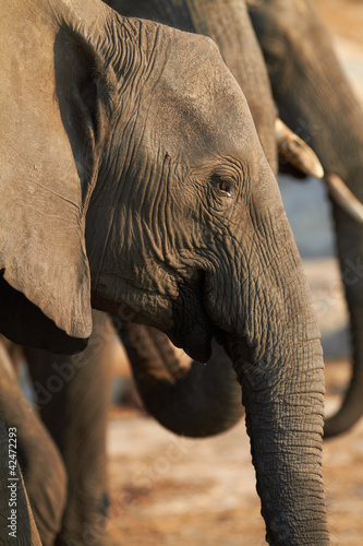 Photo: African Elephants African Elephants