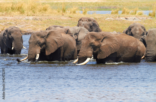 Photo: African Elephants African Elephants