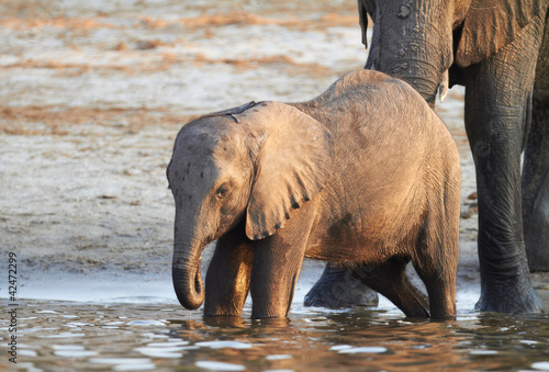 Photo: African Elephants African Elephants
