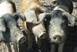 Freilandschweineherde