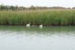 Foto: Cigni in Laguna Cigni in Laguna