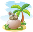 pelican sitting on rock