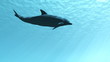 Delphin