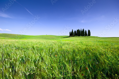 Photo: Campo di grano con cipressi, toscana Campo di grano con cipressi, toscana