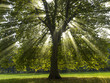 Rays breaking through Sycamore Tree