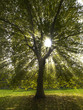Sunbeams breaking through a Sycamore Tree