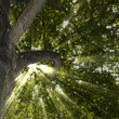 Rays breaking through Sycamore Treetop