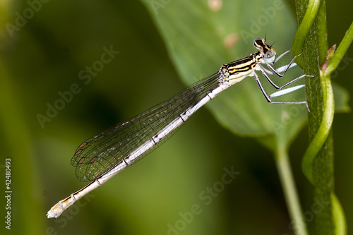 Foto: damselfly resting on leaf damselfly resting on leaf