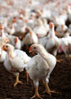 Young white hen looking at the camera with a group of other chic
