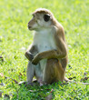 Photo: Bonnet macaque portrait full-length Bonnet macaque portrait full-length