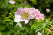 Hundsrose