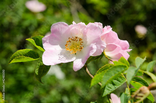 Photo: Hundsrose Hundsrose