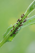 Photo: plant-louse plant-louse