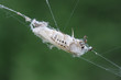 Photo: prey prey