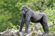 Photo: Jeune gorille de 8 ans Jeune gorille de 8 ans