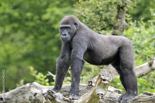 Photo: Jeune gorille de 8 ans Jeune gorille de 8 ans