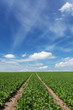 Feld mit Zuckerrüben