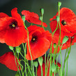 Klatschmohn