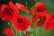 Klatschmohn